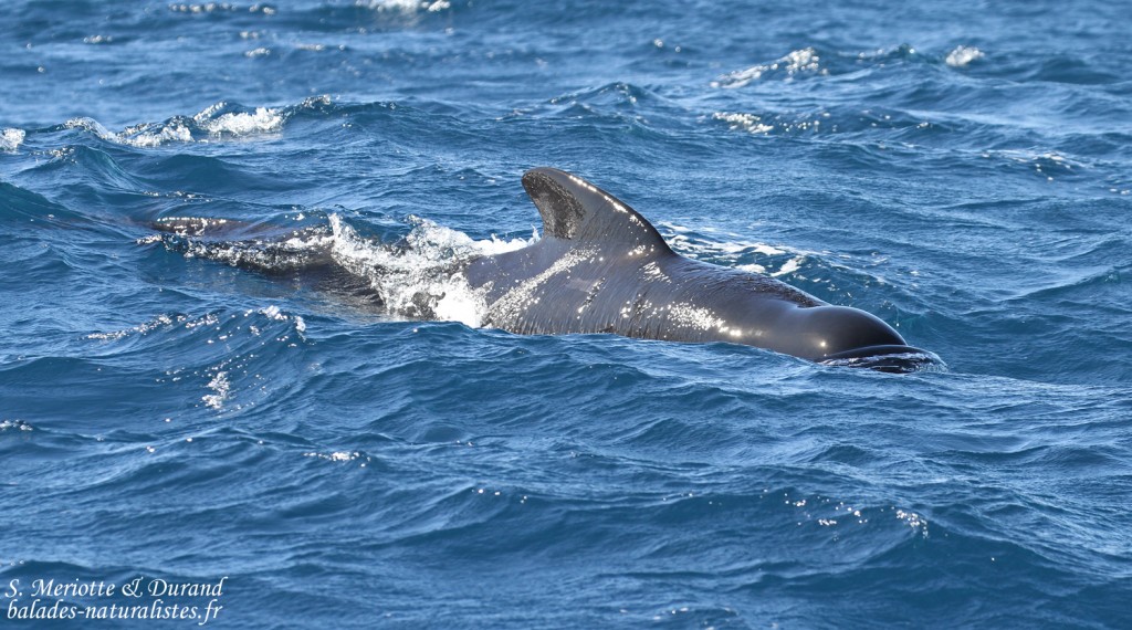 Globicéphale noir au large de Tarifa