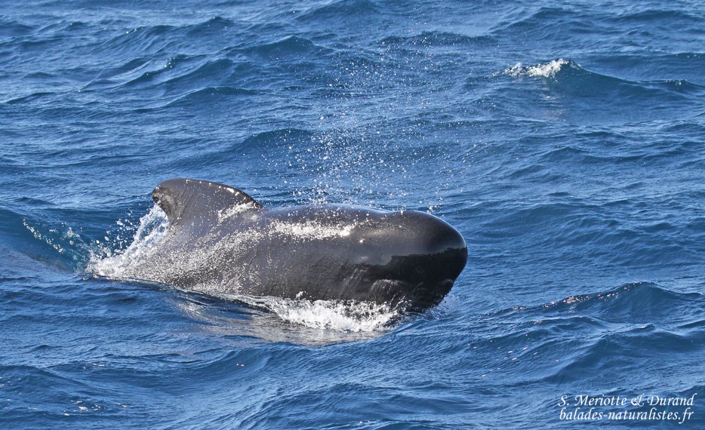 Globicéphale noir au large de Tarifa