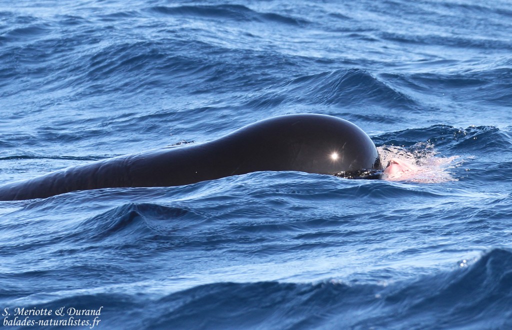Globicéphale noir et avorton au large de Tarifa