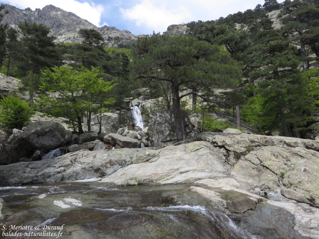 Vallée de Vizzavone