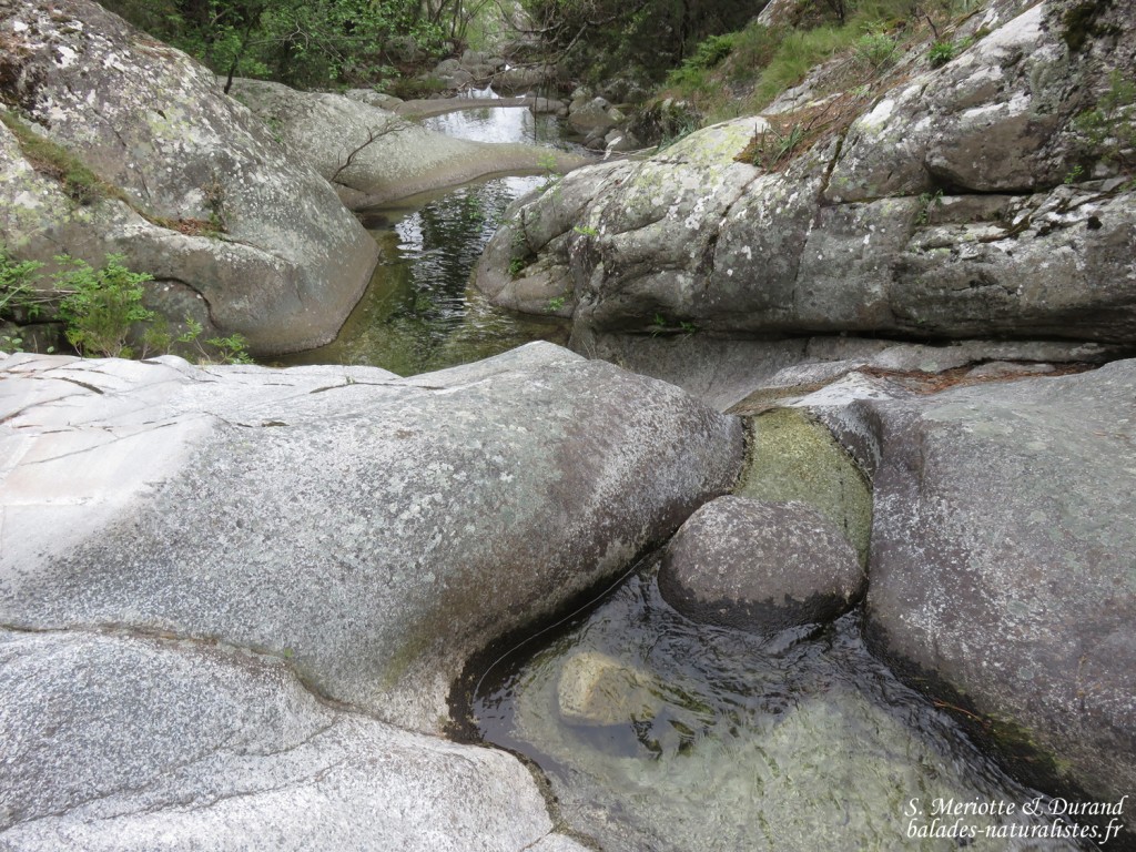 Vallée de Vizzavone