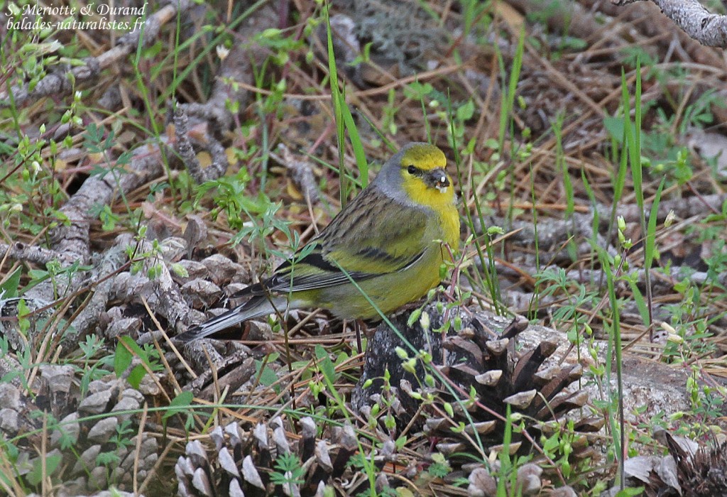 Venturon corse, Vallée de Vizzavone