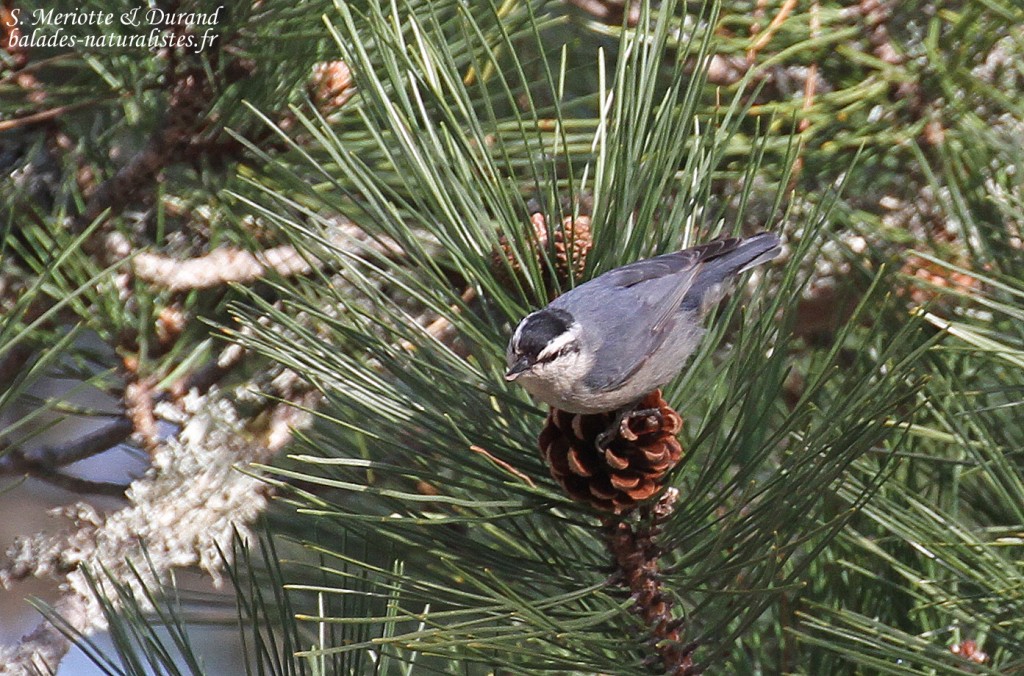 Sittelle corse, Vallée de Vizzavone