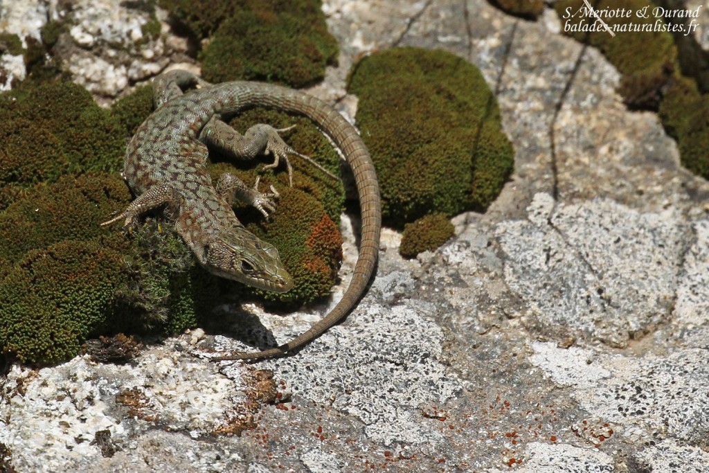 Lézard de Bedriagga, Vallée de Vizzavone