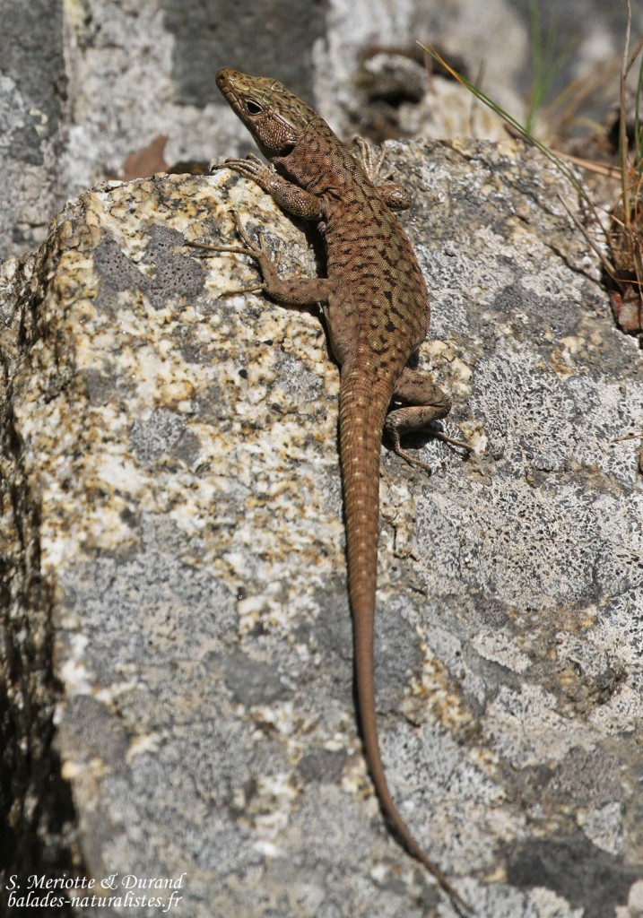 Lézard de Bedriagga, Vallée de Vizzavone