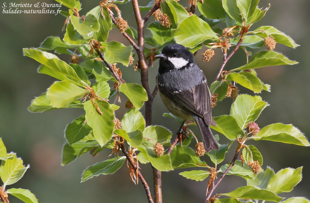 Mésange noire, Vallée de Vizzavone