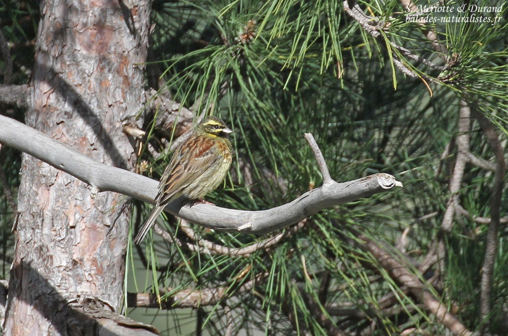 Bruant zizi, Vallée de Vizzavone