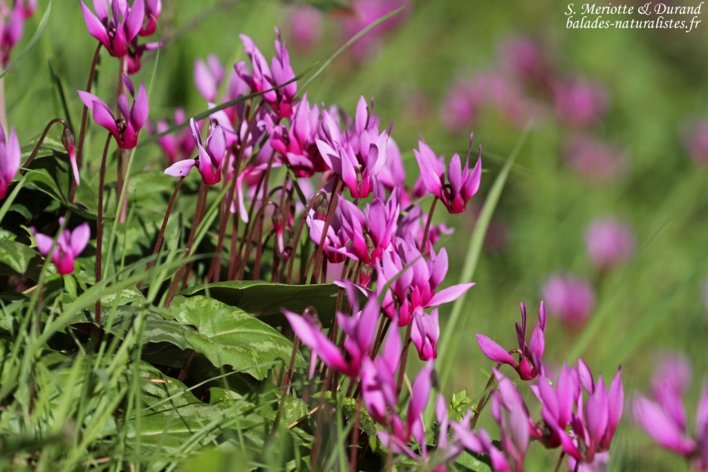 Cyclamen, Vallée de Vizzavone