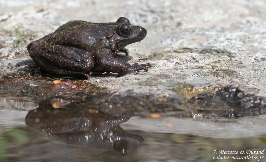 Discoglosse corse, Vallée de Vizzavone
