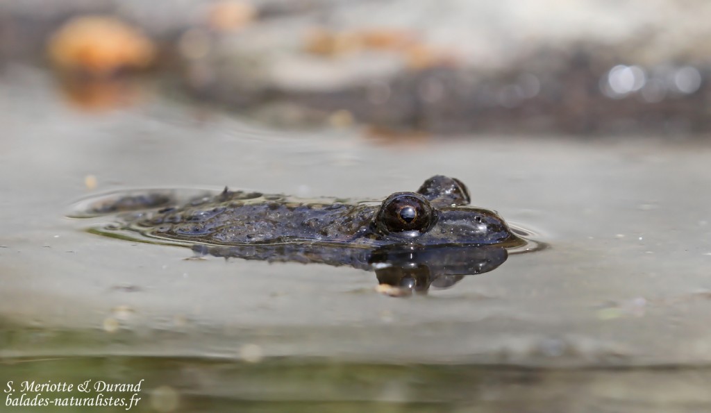 Discoglosse corse, Vallée de Vizzavone