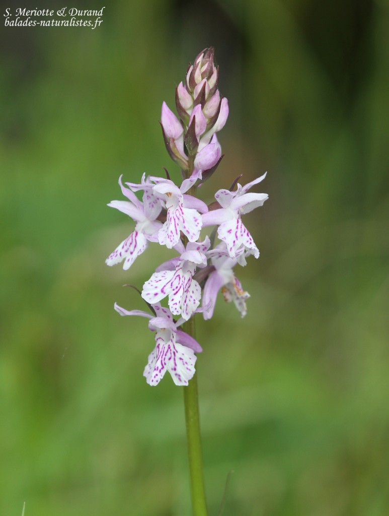 Orchidée, Vallée de Vizzavone