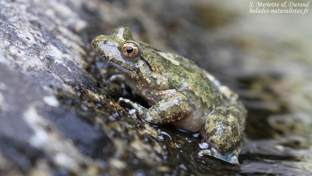 Discoglosse sarde, Vallée de Vizzavone