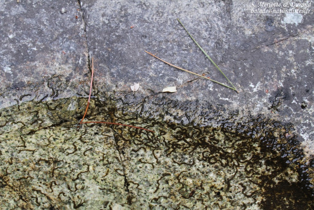 Discoglosse sarde, Vallée de Vizzavone