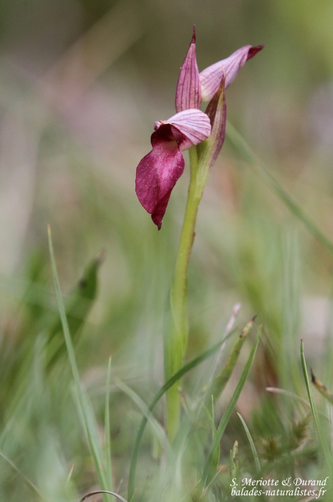 Sérapia, Vallée de Vizzavone