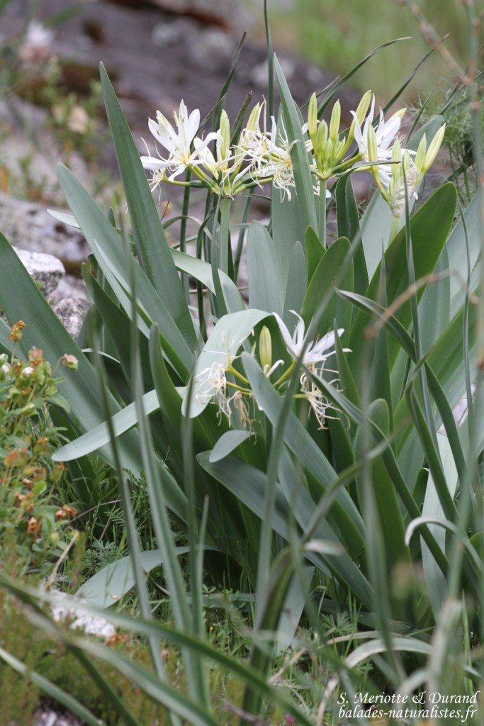 Pancrace d'illyrie, Vallée de Vizzavone