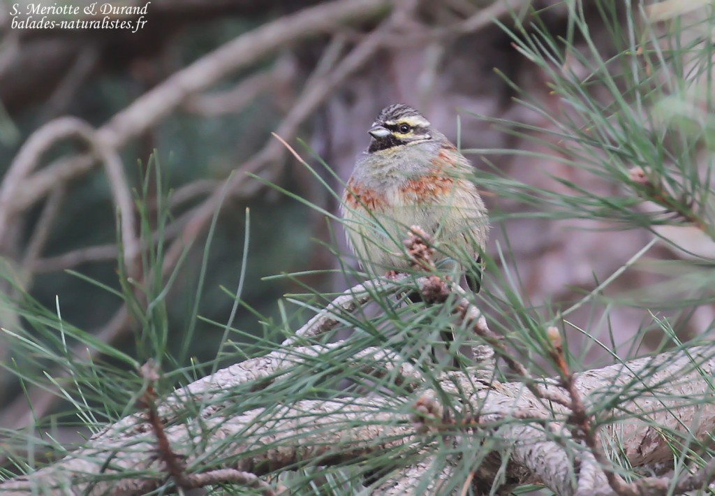 Bruant zizi, Vallée de Vizzavone