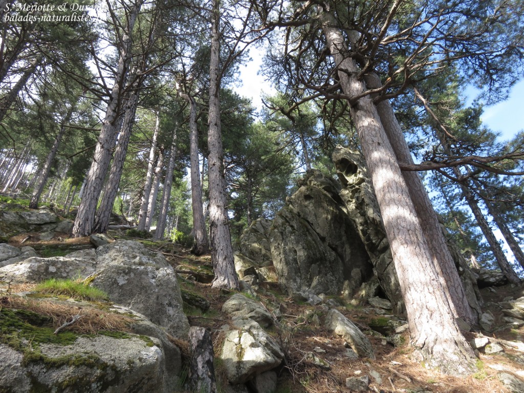 Pins laricios, Vallée de Vizzavone