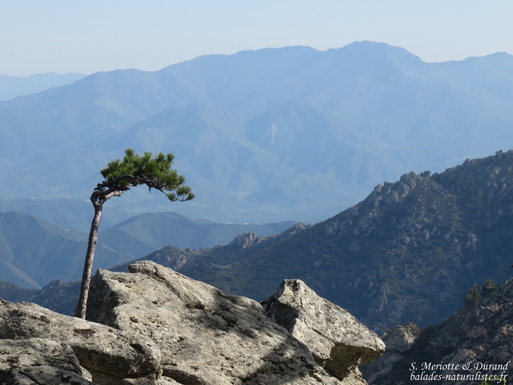 Vallée de Vizzavone