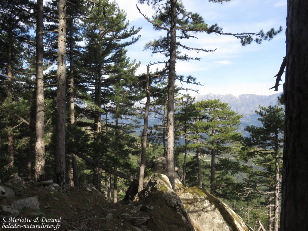Pins laricios, Vallée de Vizzavone