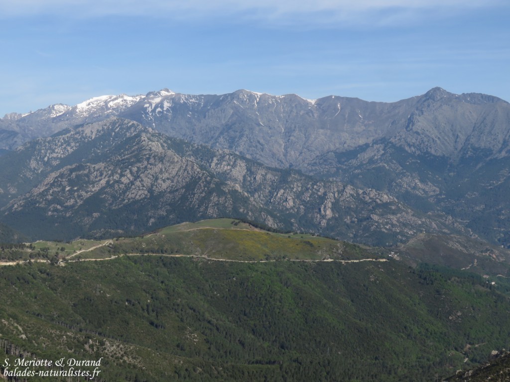 Vallée de Vizzavone