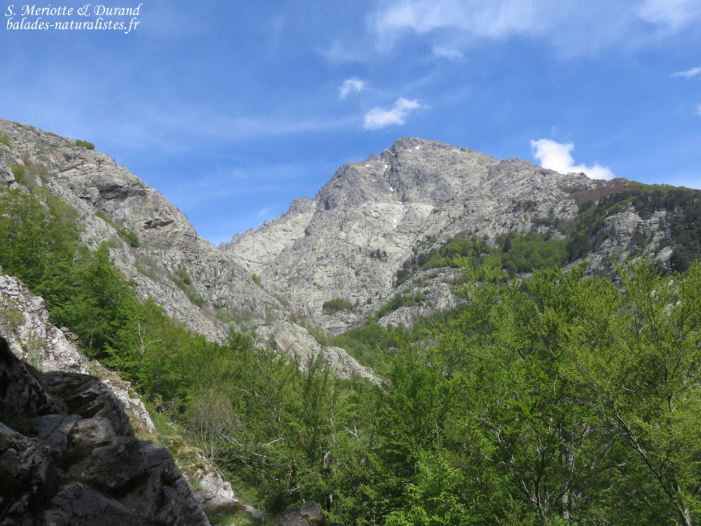 Vallée de Vizzavone