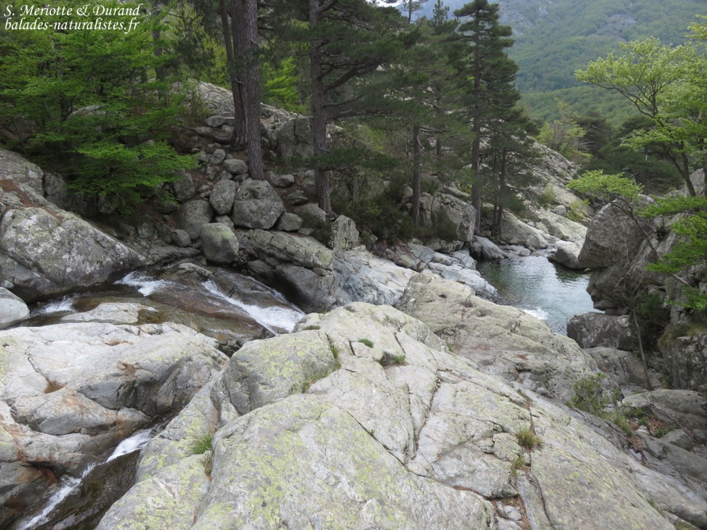 Vallée de Vizzavone