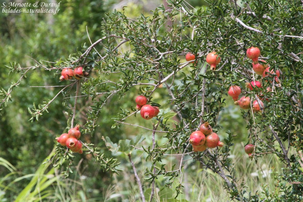 Grenades dans la vallée de l'Arae