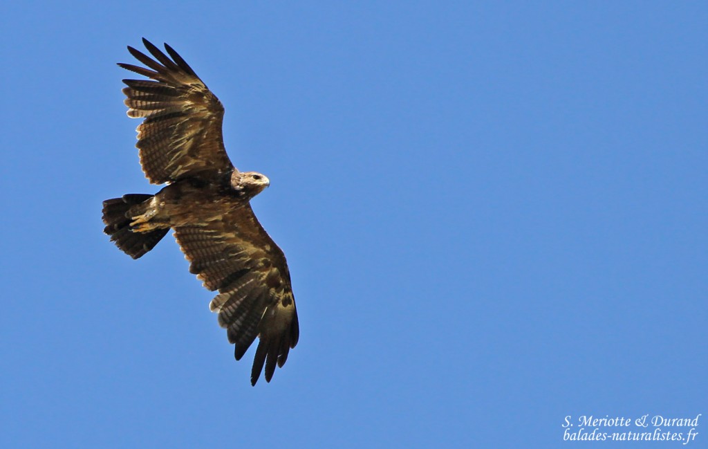 Aigle pomarin dans les plaines au pied de l'Aragats