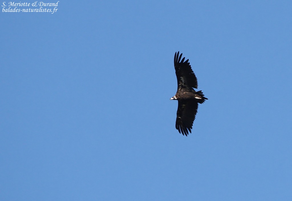 Vautour moine, Forteresse d'Amberd