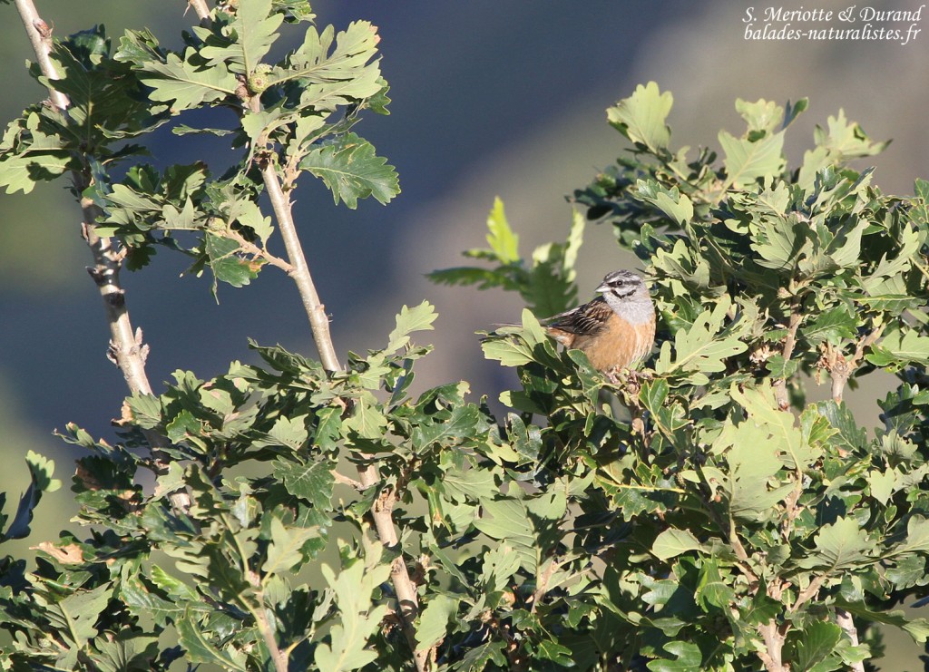 Bruant fou, Forteresse d'Amberd