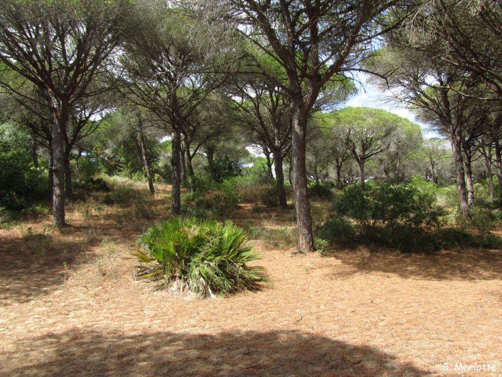 Pinède de Trafalgar, Torre desl Tajo