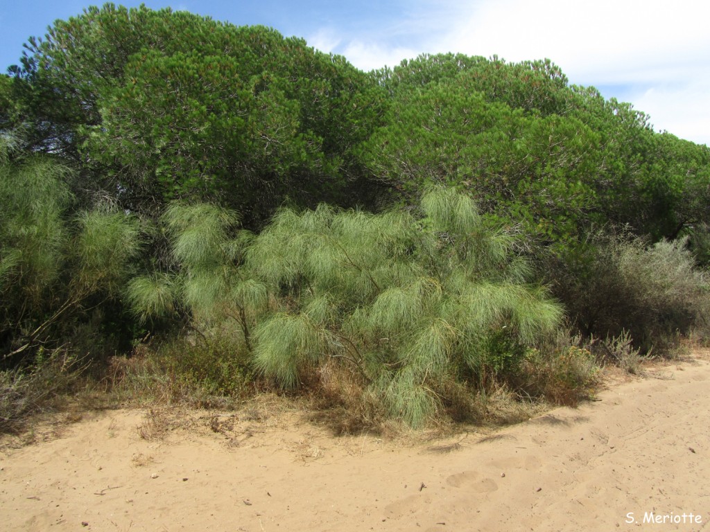 Pinède de Trafalgar, Torre desl Tajo
