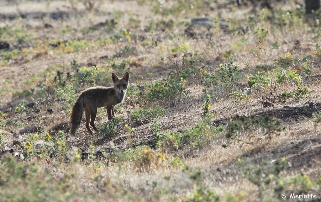 Renard, Sierra de Grazalema
