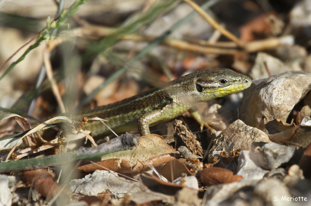 Psammodrome algire, Sierra de Grazalema