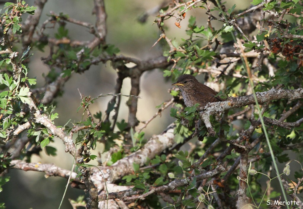 andalousie (28)grazalema-troglodyte-mignon