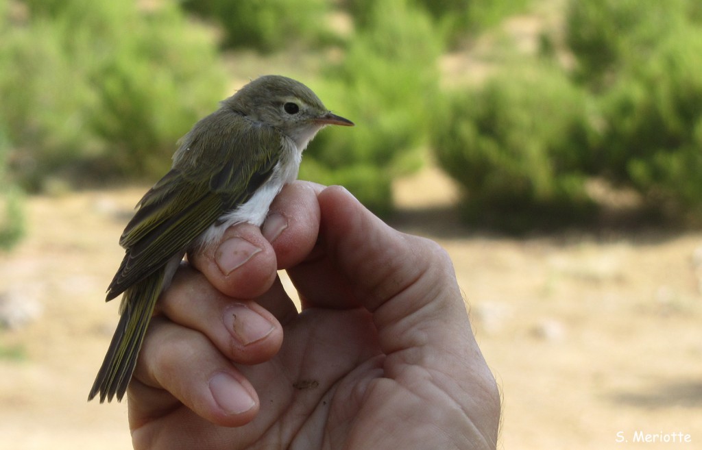 Pouillot de Bonelli, Baguage dans la Sierra de Grazalema