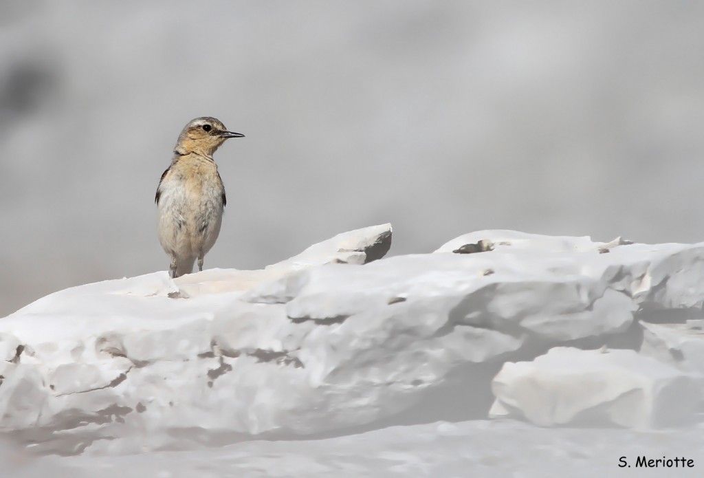 Traquet motteux, Sierra de Grazalema
