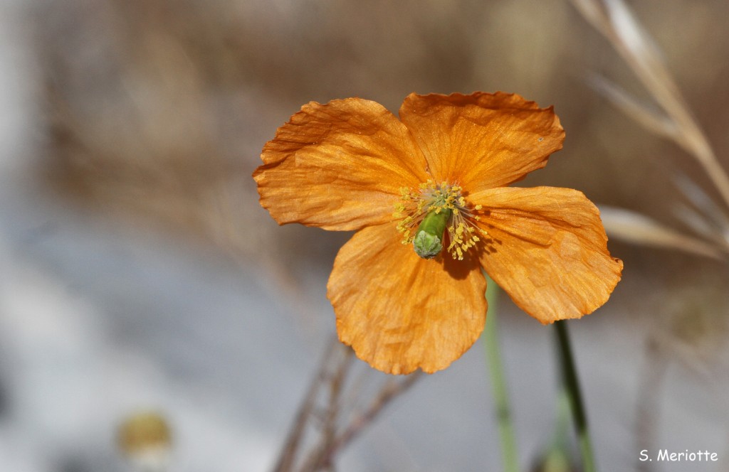 Papaver rupifragum, Sierra de Grazalema