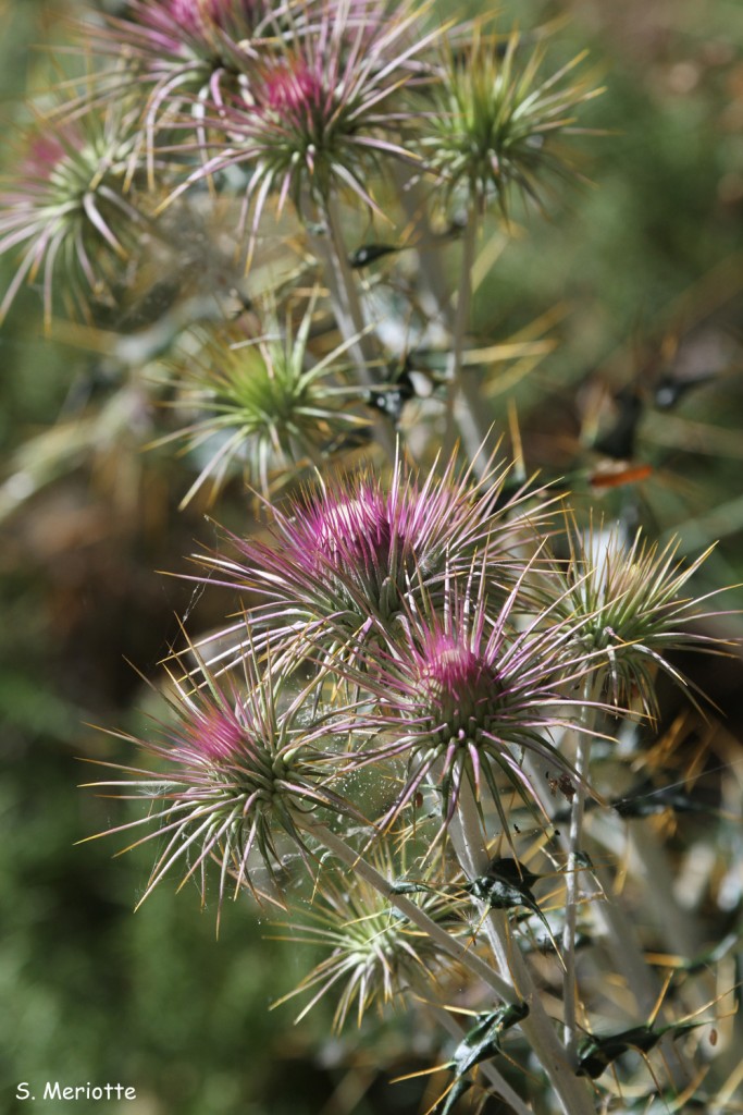 Chardons, Sierra de Grazalema
