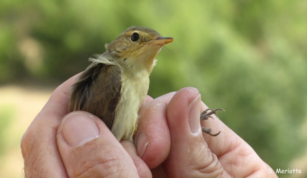 Hypolais polyglotte, Baguage dans la Sierra de Grazalema