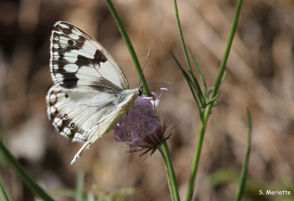 Papillon, Sierra de Grazalema