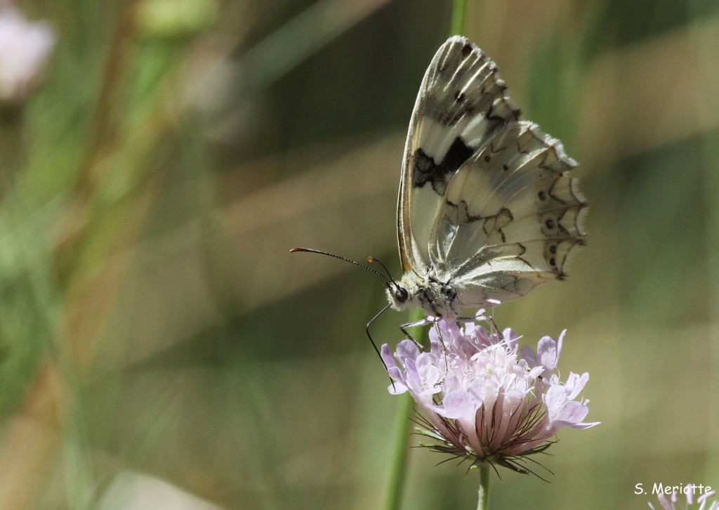 Papillon, Sierra de Grazalema