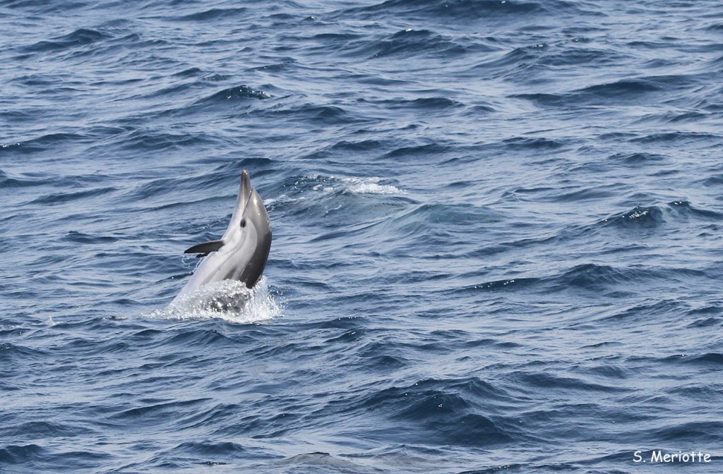 Dauphin bleu et blanc, Tarifa
