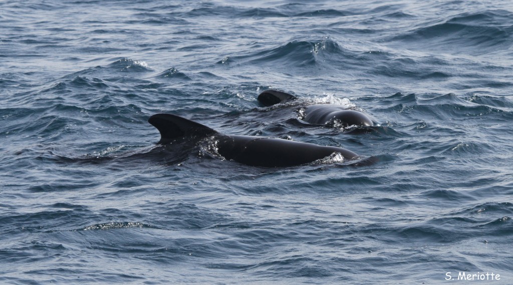 Globicéphale noir, Tarifa