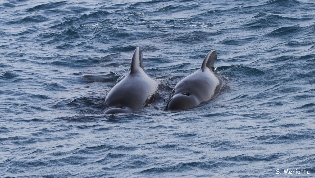 Globicéphale noir, Tarifa