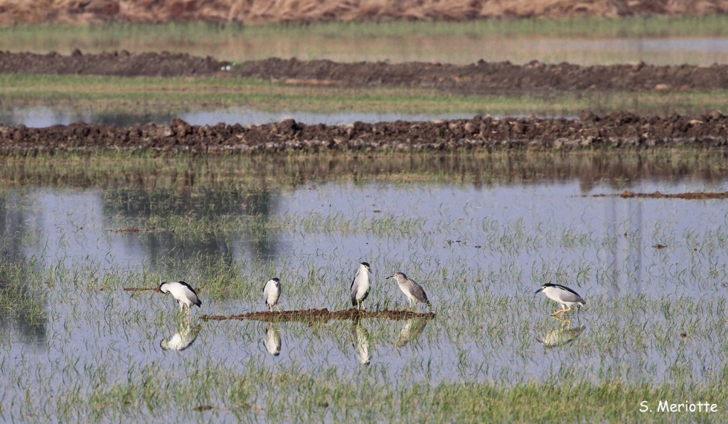 Bihoreaux gris, La Janda