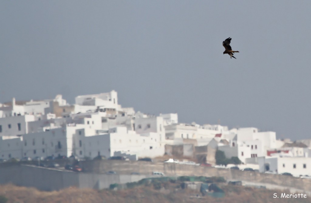 Aigle botté et Verer de de La Frontera