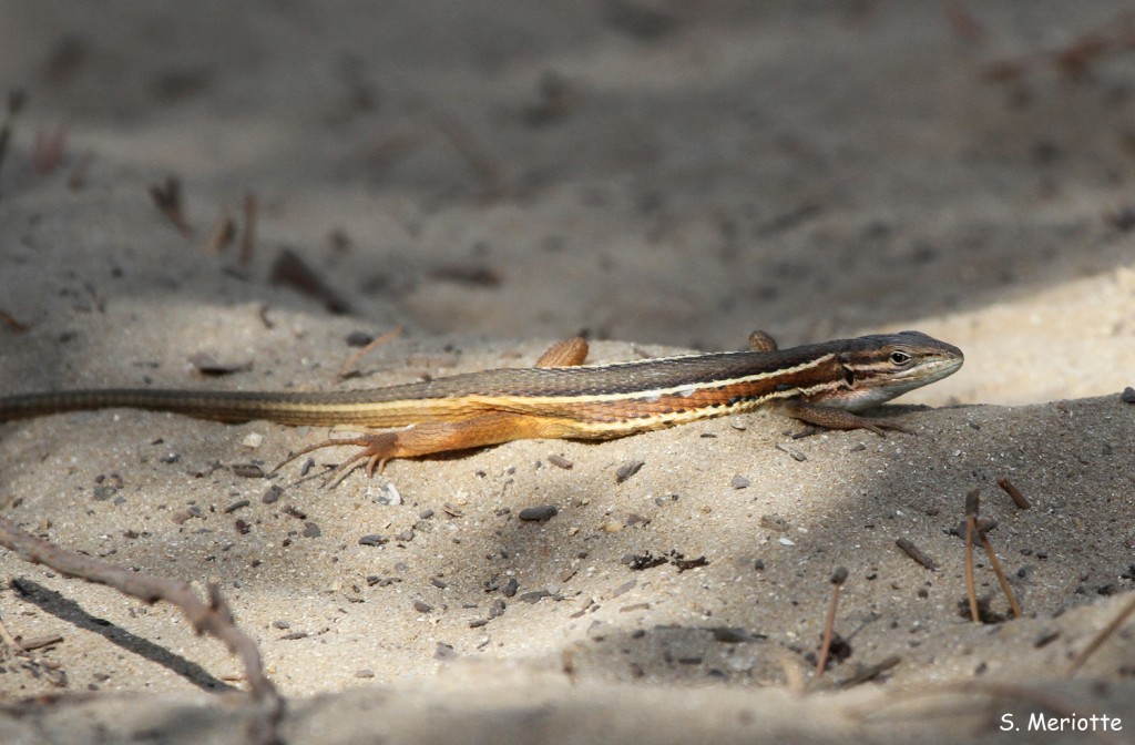 Psammodrome algire, Plage de Barbate