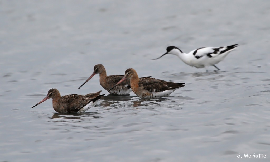 Barges à queue noire, salins de Bonanza, Donana