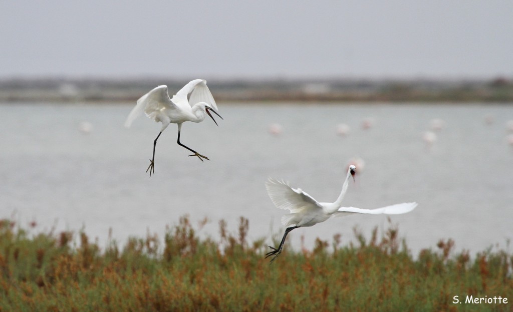 Aigrettes garzettes, salins de Bonanza, Donana